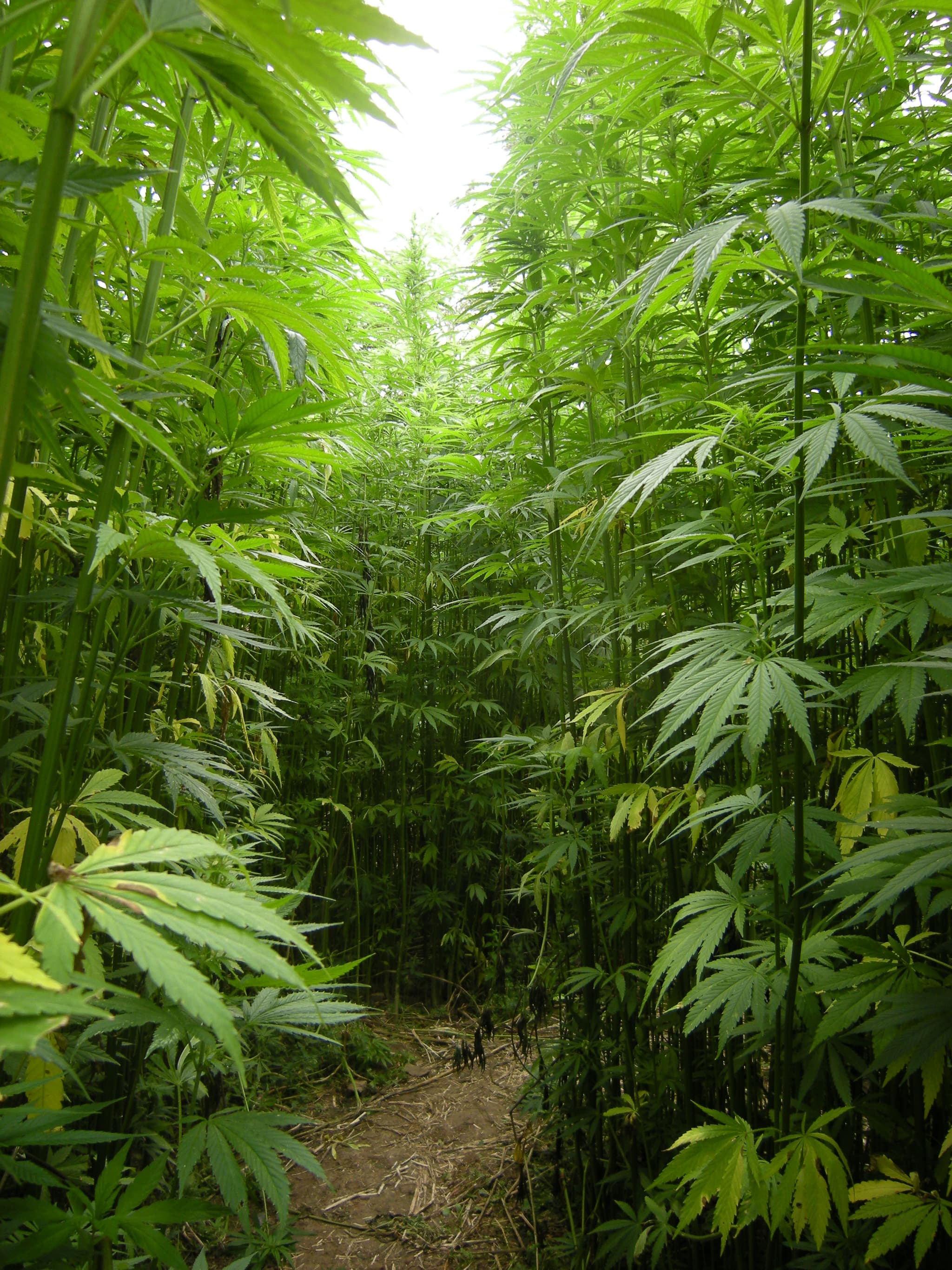 HempFlax Building Solutions