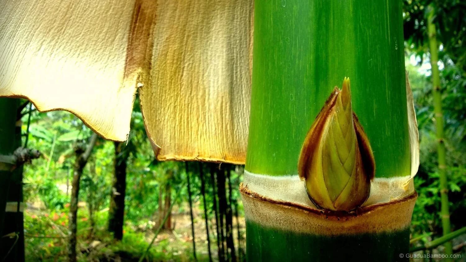 Guadua Bamboo